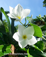 Plumeria pudica