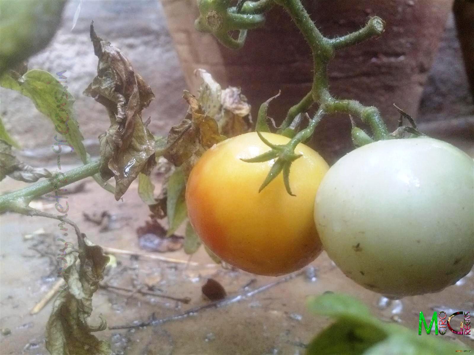 Metro Greens: Tomatoes