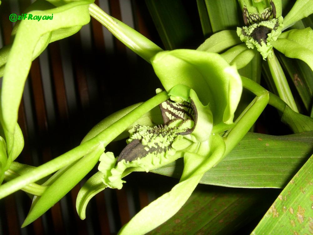  Bunga  bunga  wisata ANGGREK  HITAM  Black Orchid Kalimantan