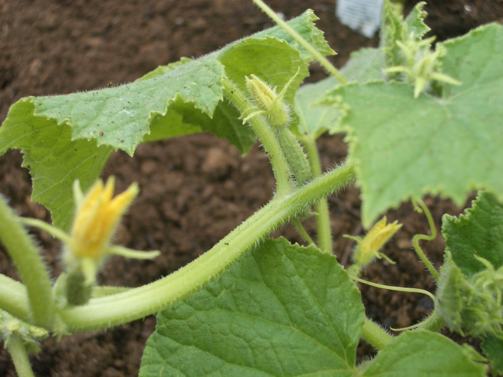 Growing Food for Fun Green Beans and Cucumbers