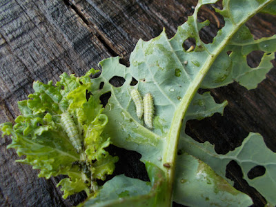 caterpillars on brassicas The 80 Minute Allotment Green Fingered Blog