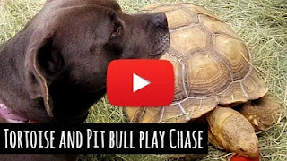 Watch Sheldon the tortoise chase pit bull dog Dolly, his best friend via geniushowto.blogspot.com amazing cute pet videos, dogs best friends tortoise