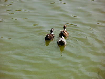 "Ducks introduced into the Nakki Lake."