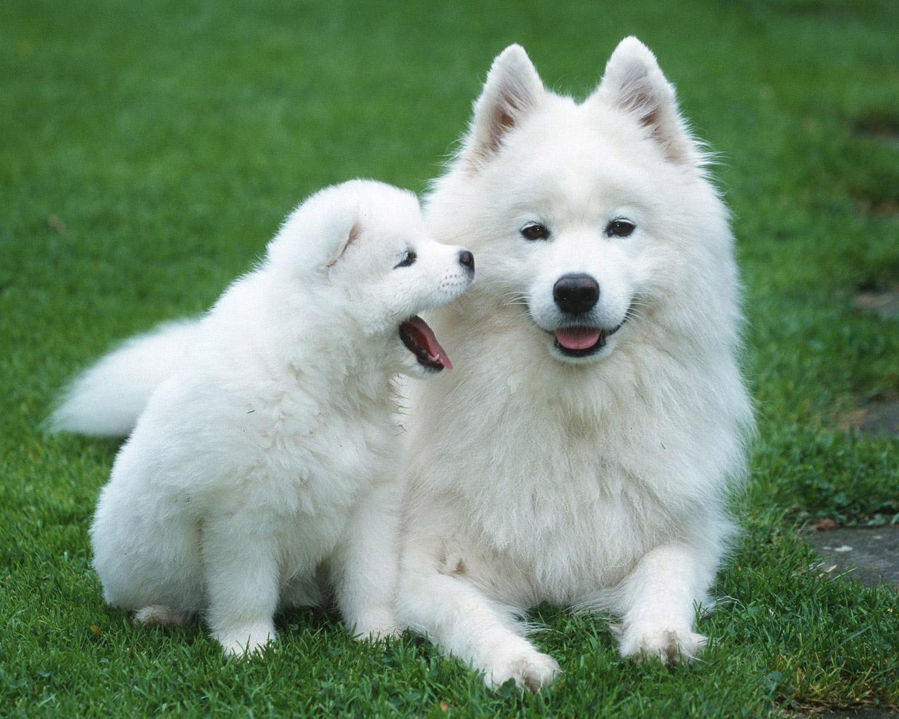 samoyed puppies Wallpapers Free