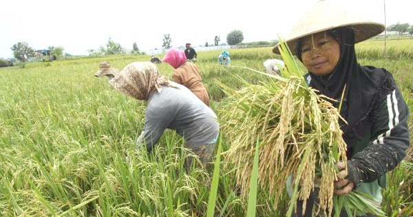 Britaloka Com Makassar Berpeluang Jadi Produsen Beras Organik