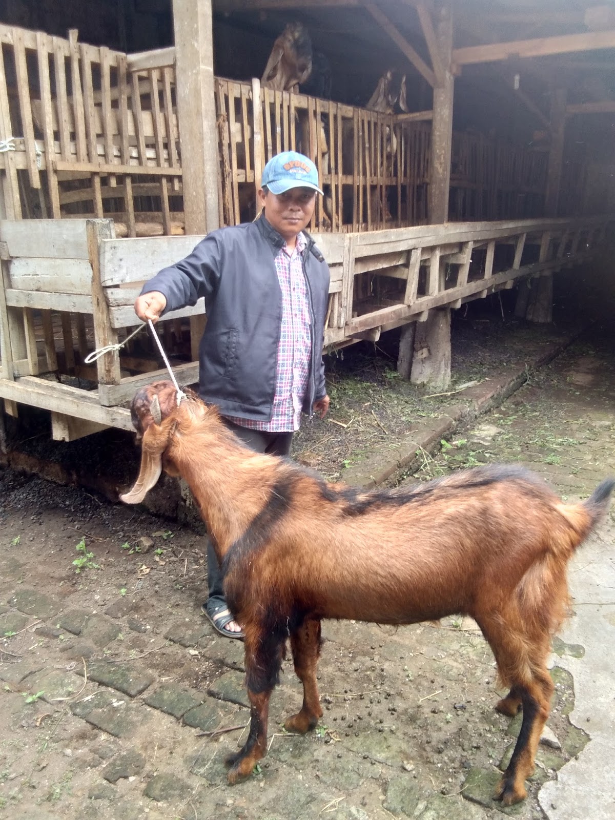 Jual Murah Hasil Ternak Kambing Sendiri