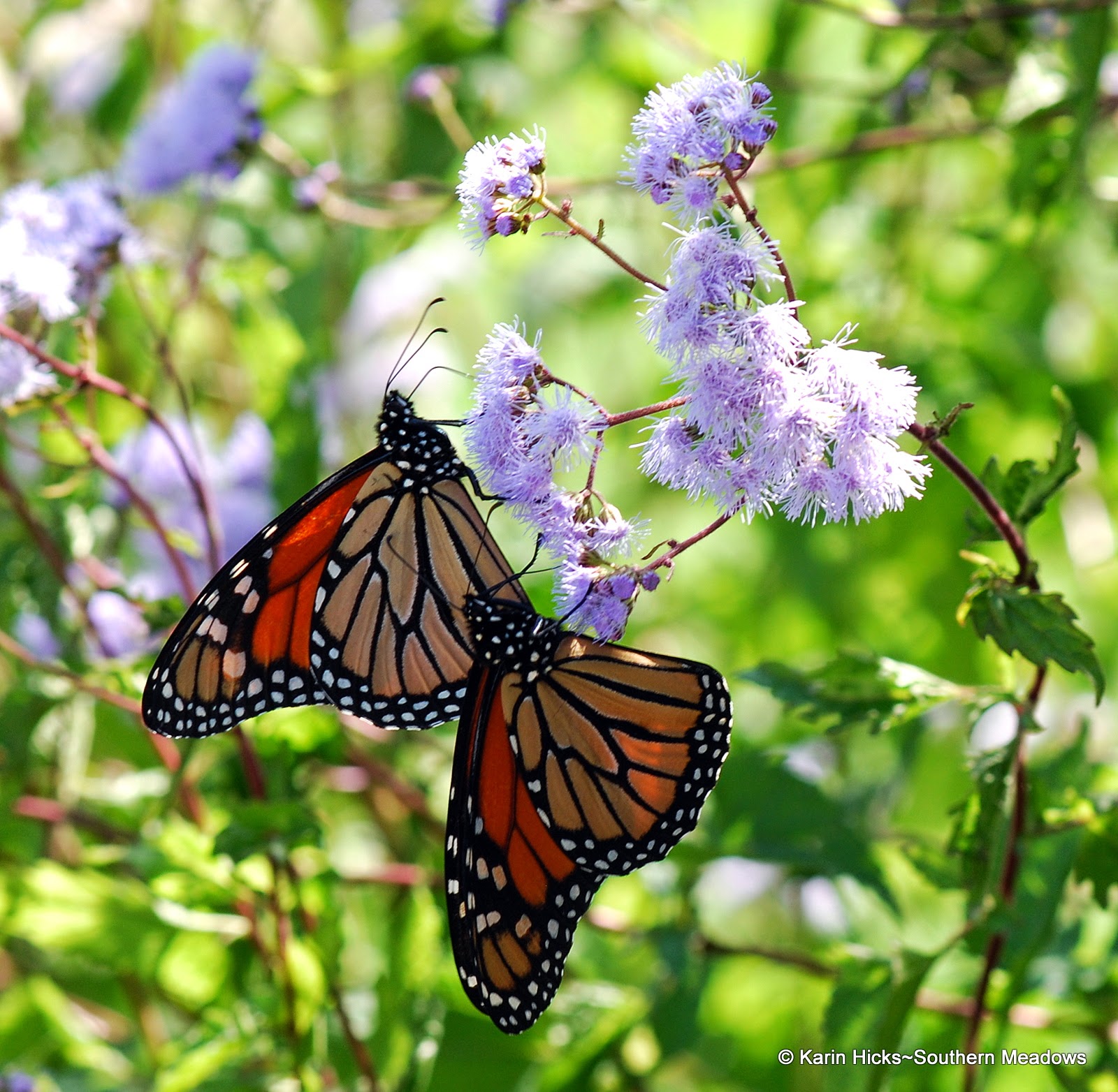 two monarch butterflies on blue mist flower