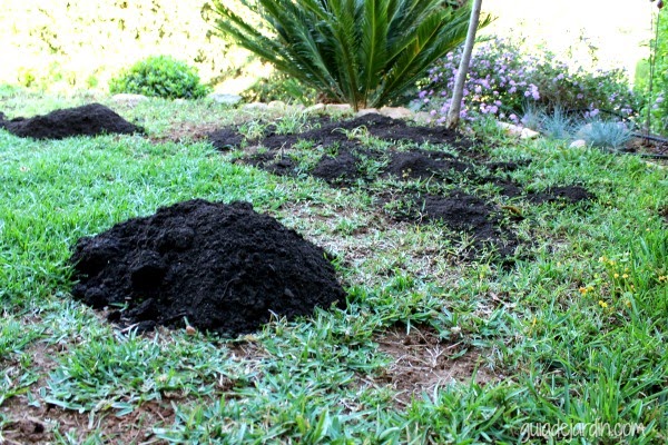 Paso a paso: Resembrando en primavera las zonas dañadas del césped