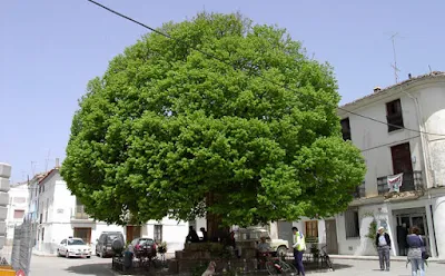 olmo, ulmus