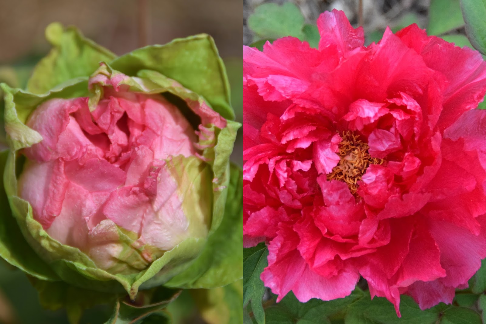 Features of growing and caring for tree peony Features of growing and caring for tree peony