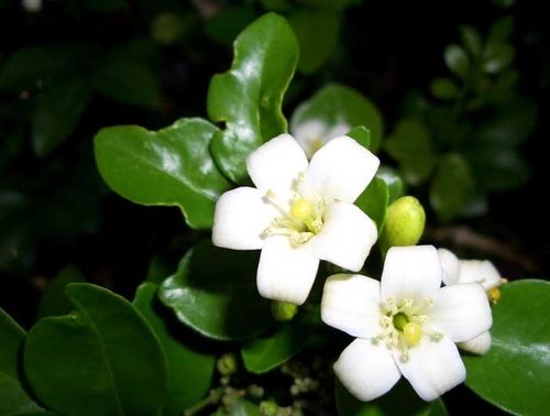 Tinh%20Dầu%20Thiên%20Nhiên%20-%20Vẻ%20đẹp%20rạng%20ngời:%20Mái%20tóc%20khỏe%20đẹp%20với%20tinh%20dầu%20hoa%20%20bưởi%20thiên%20nhiên