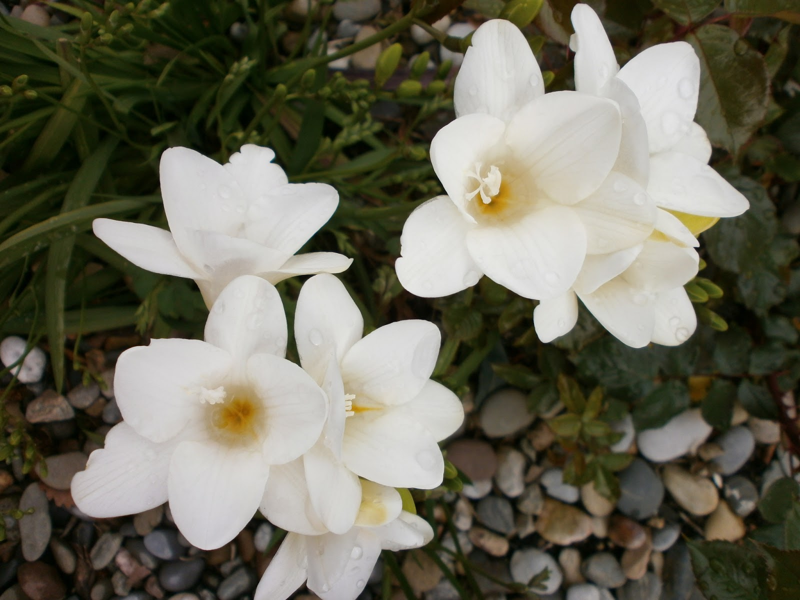 De Juolina La vara de San