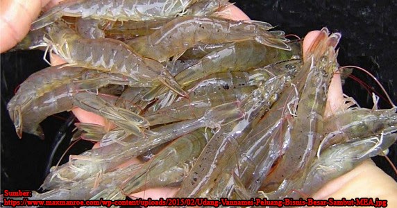 budidaya udang vannamei