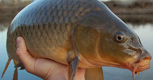 31+ Doa mancing ikan mas besar ideas in 2021 