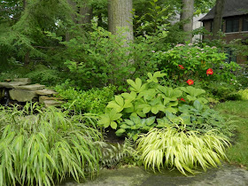 Hakonechloa macra "Albostriata" on the left, "Aureola" on the right by garden muses-a Toronto gardening blog