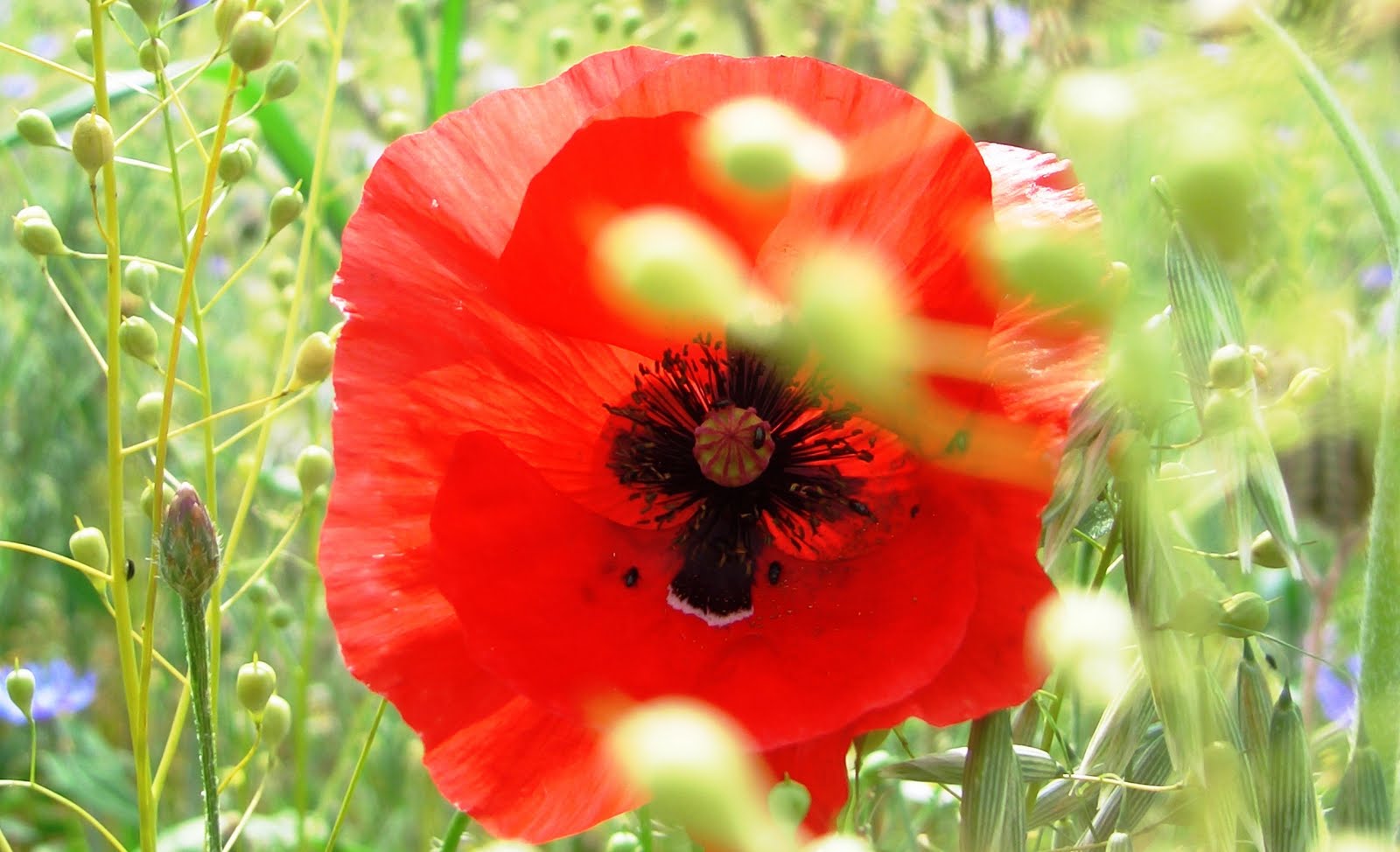 Frl. Maiglückchens Tagebuch: Juni 2011