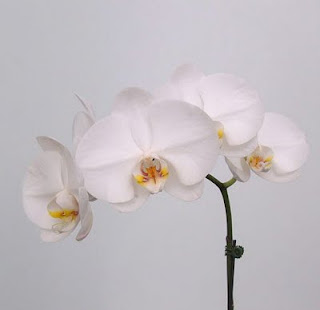 White Phalaenopsis Orchids