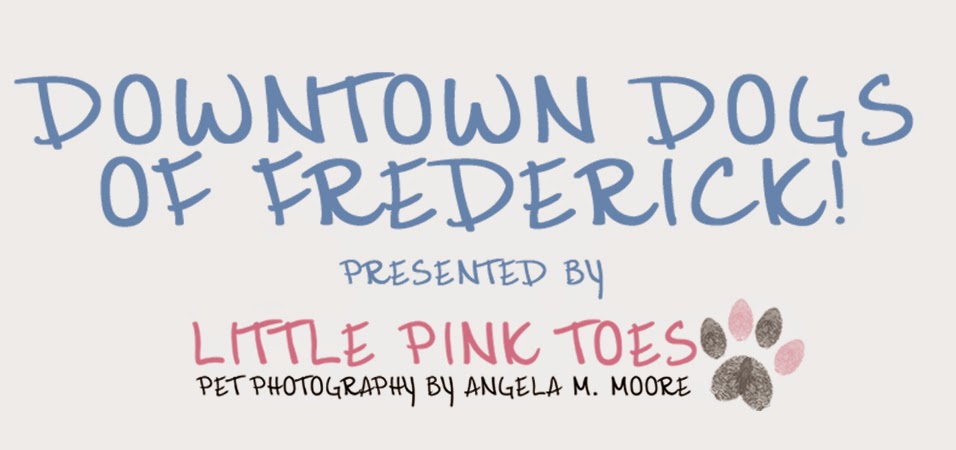 Downtown Dogs of Frederick!               Presented By Little Pink Toes Pet Photography!