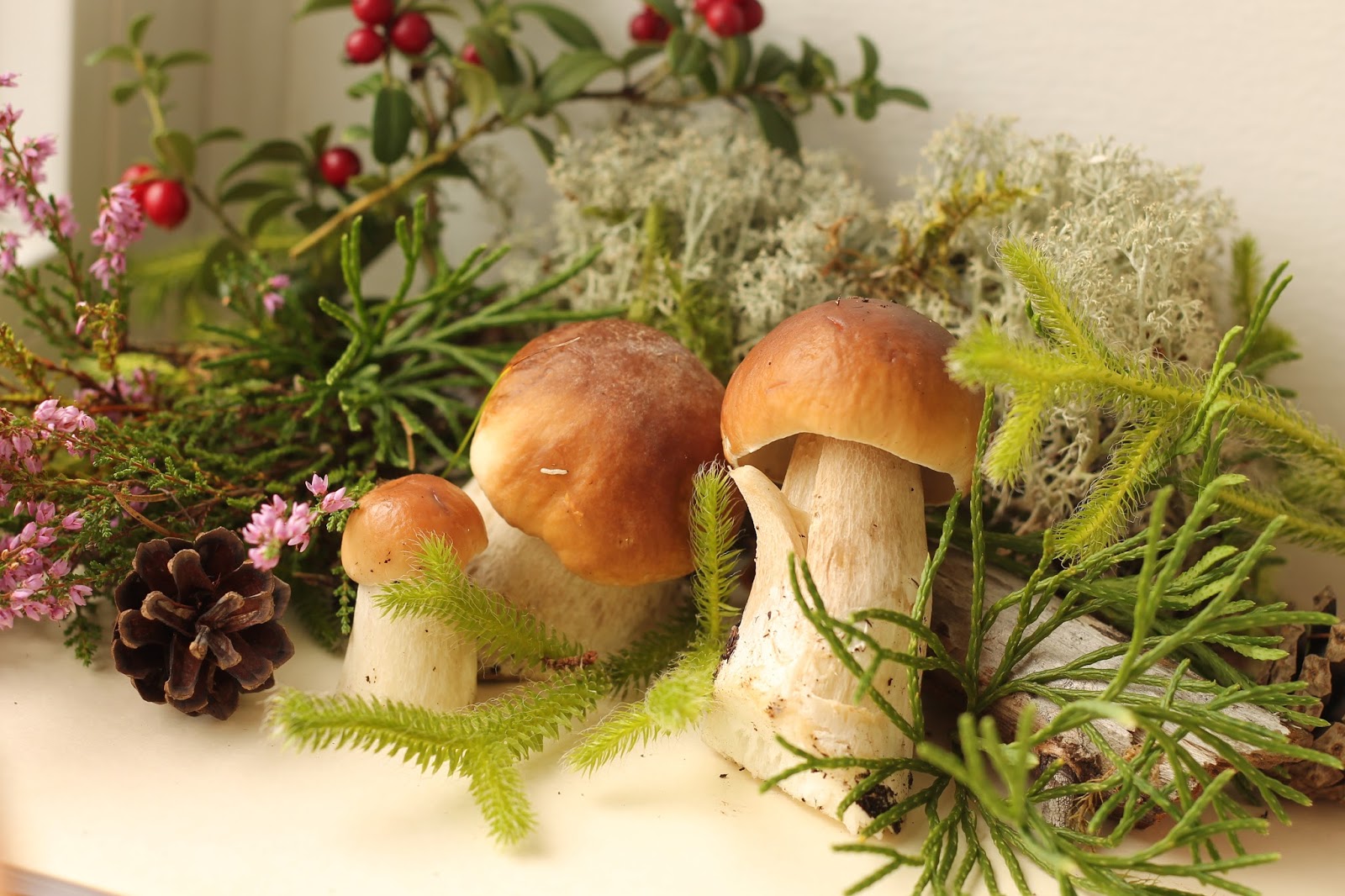 грибы россии. дары леса. какие дары леса. какие дары леса. какие дары леса.