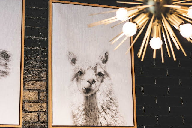 Animals photos Animals photos