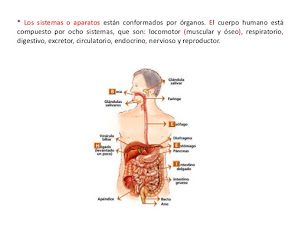 Estructura del cuerpo humano