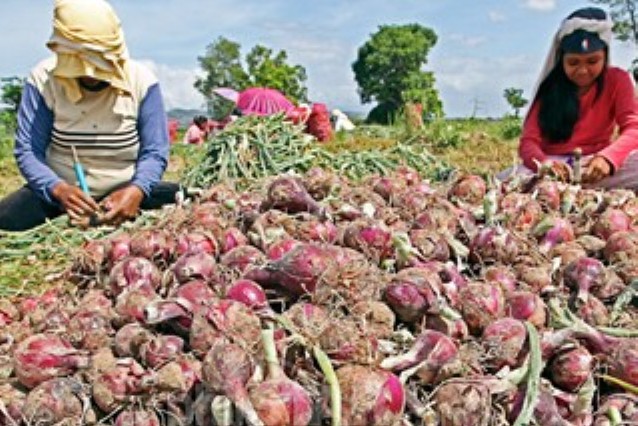 5 big PH supermarkets to buy direct from onion, garlic farmers