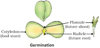 NCERT Revision Notes for Chapter 8 How do Organisms Reproduce? Class 10
