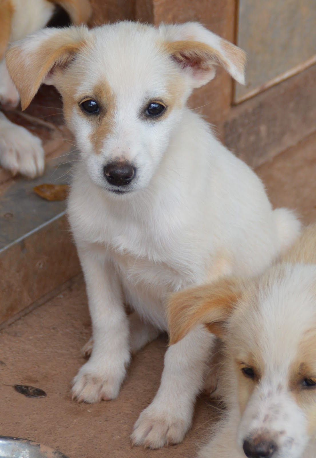 Hunde aus ZentralPortugal adoptieren Alicia