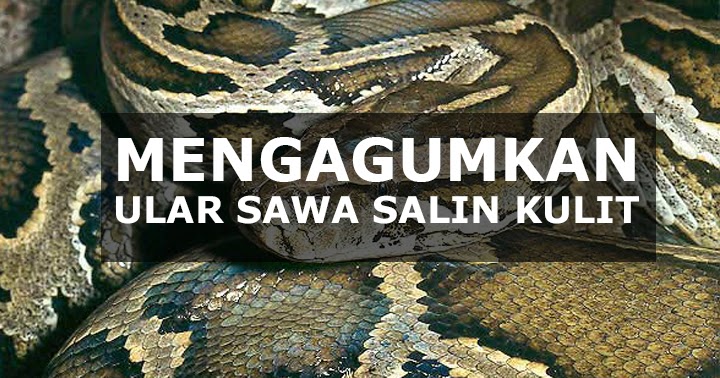 Video Kagum Ular Sawa Salin Kulit Mengagumkan