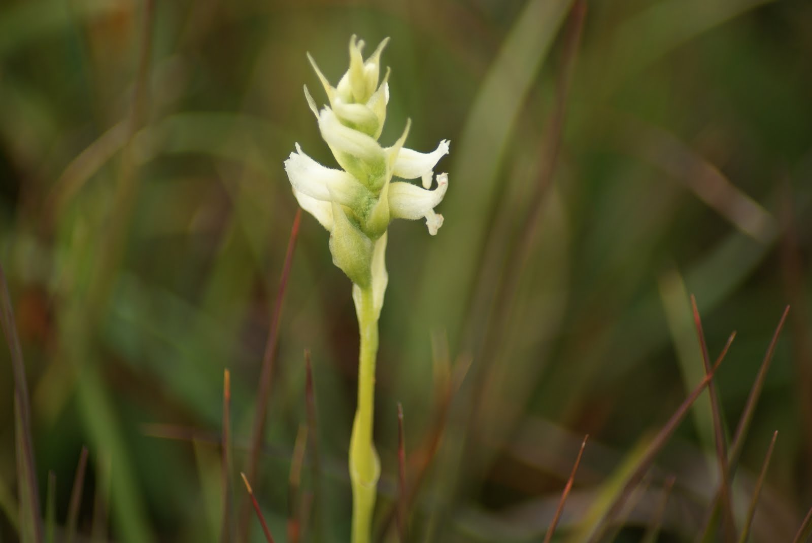 WILD TIREE IRISH LADY'S TRESSES