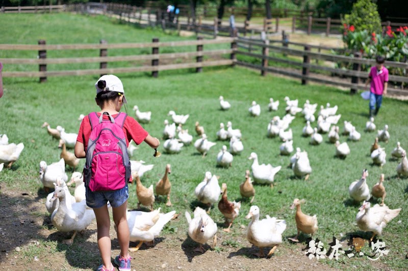 苗栗親子必訪|可愛鴨鴨大遊行、兔寶寶、黑山羊生態區~飛牛牧場有趣互動體驗