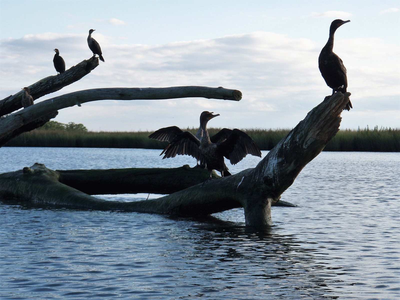 GREAT ISLAND kayaking, Old Lyme, CT.