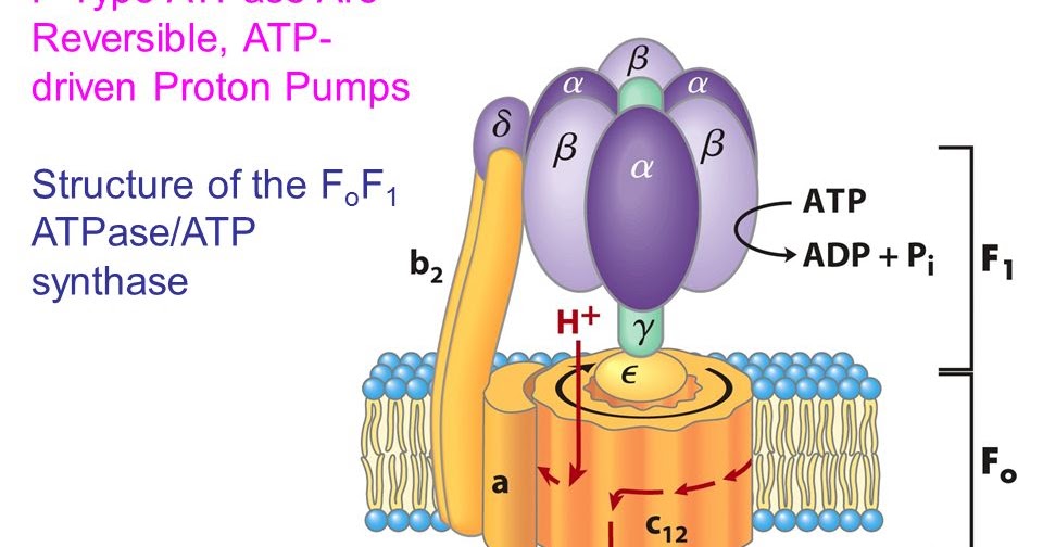 ATPDriven Proton Pumps