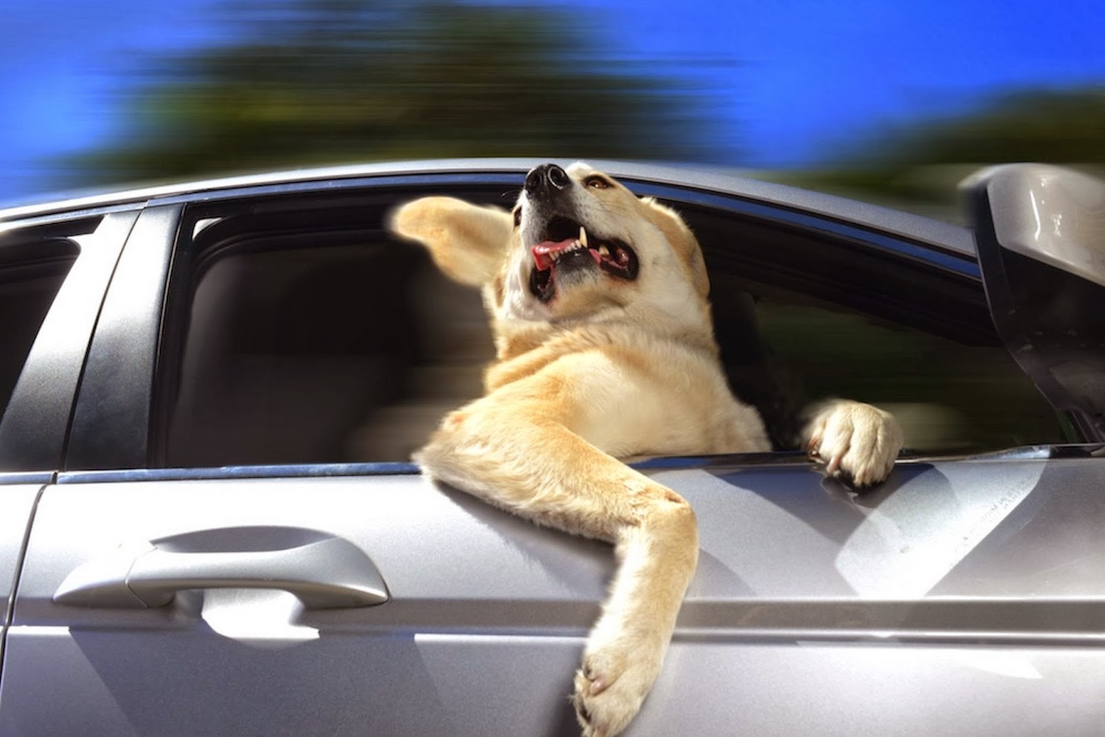 Dogs In Cars | HD Desktop Wallpaper Collections