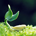 ¿Las plantas tienen conciencia e inteligencia?