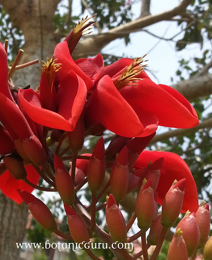 Erythrina fusca, Chekring, Coral Bean, Purple Coral-tree flower