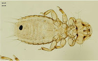 http://sciencythoughts.blogspot.co.uk/2013/12/seven-new-species-of-chewing-lice-from.html