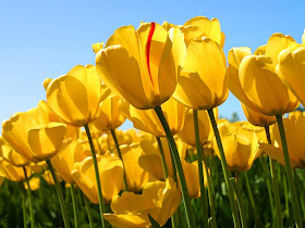 Yellow Tulips Wallpapers