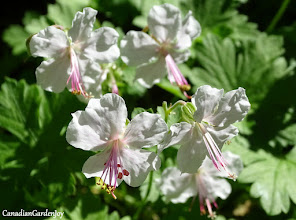 Geranium "Biokovo"