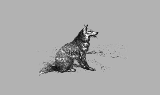 sitzender Wolf