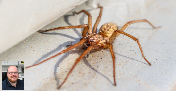 A Scientist Says You Must Not Kill Spiders In Your Home