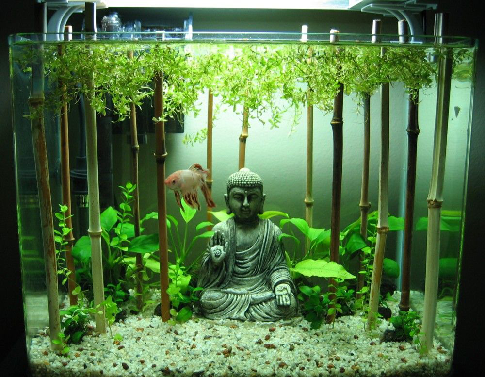 peceras y acuarios increibles