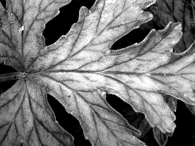 Scented geranium leaf in black and white showing pattern of its veins