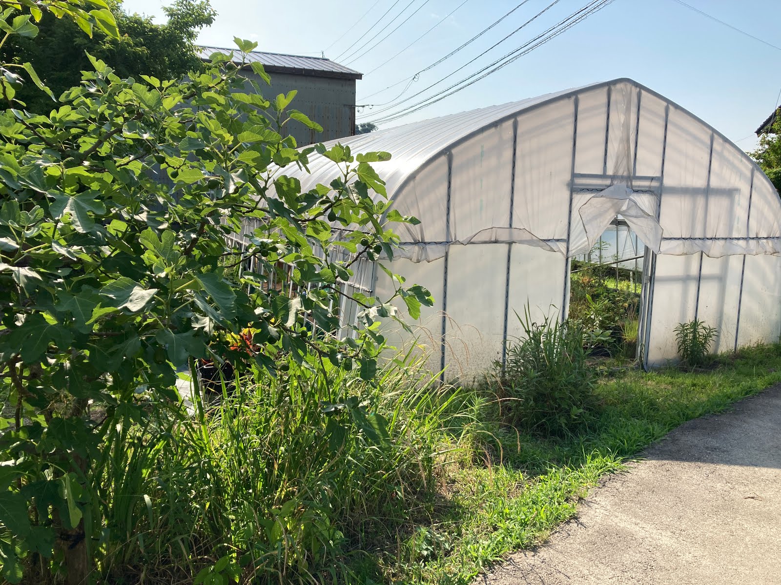 green people ビニールハウスをゲットしました