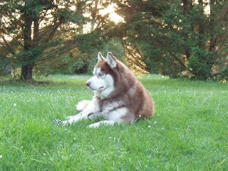 therese fontaines siberian husky rudi