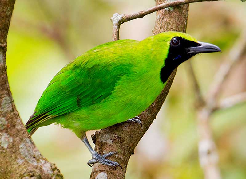 Kumpulan Gambar Burung Cucak Ijo Mini Kumpulan Gambar Burung Cucak Ijo Mini