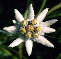 Flor de edelweiss en el Parque Nacional de Ordesa y Monte Perdido