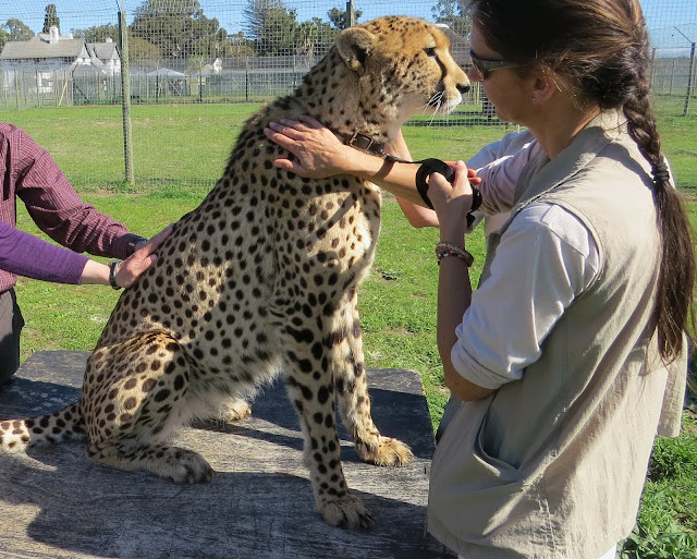Cheetah at Cheetah Outreach Sanctuary near Cape Town South Africa