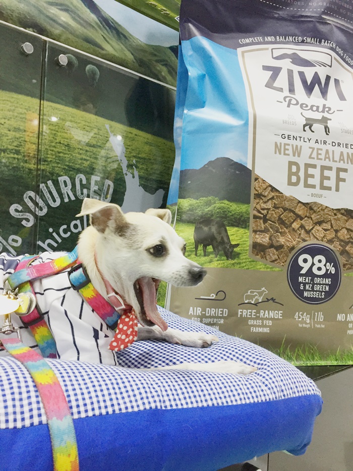 HAPPYHAZEL Korea Pet Show 2017 KOPET2017