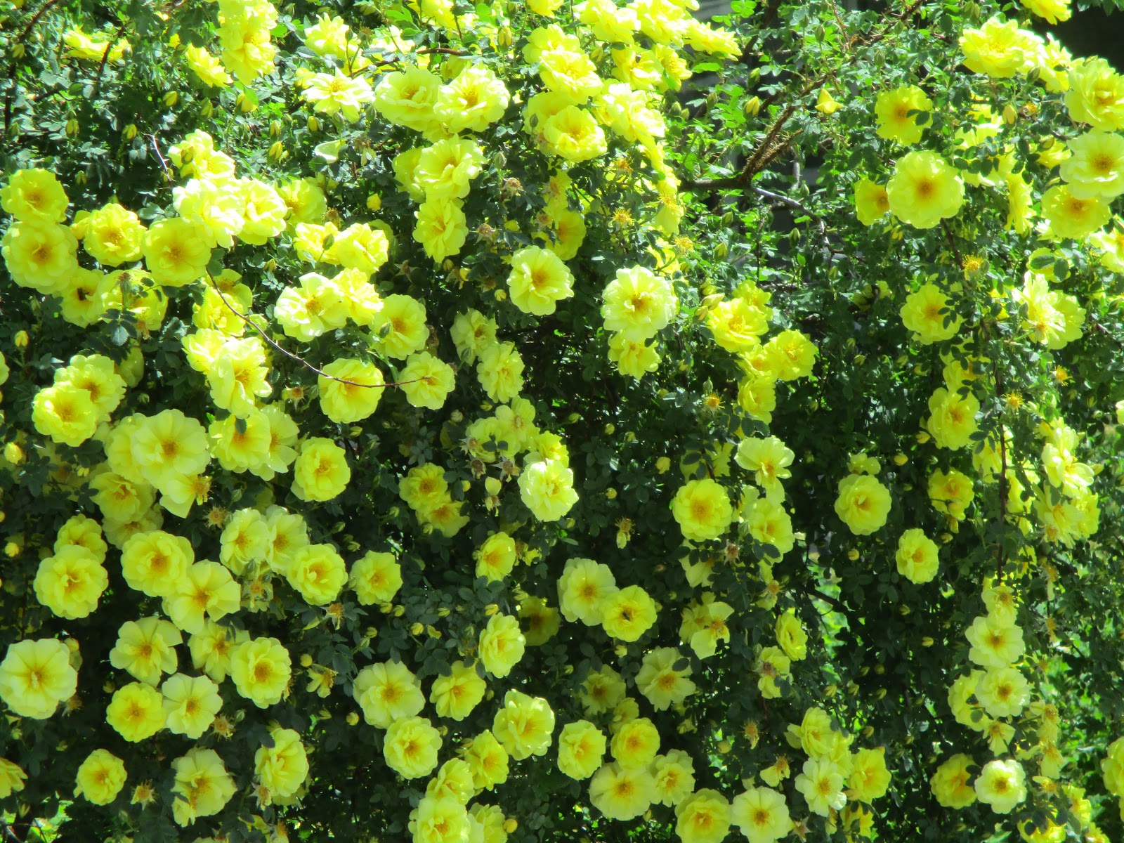 Art's Bayfield Almanac HARRISON'S YELLOW ROSE, "THE YELLOW ROSE OF TEXAS"